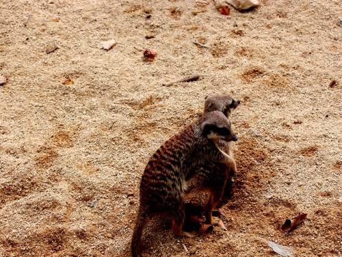 Wilhelma Stuttgart Zoo – Foto 75