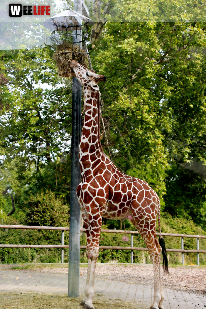 Wilhelma Stuttgart Zoo