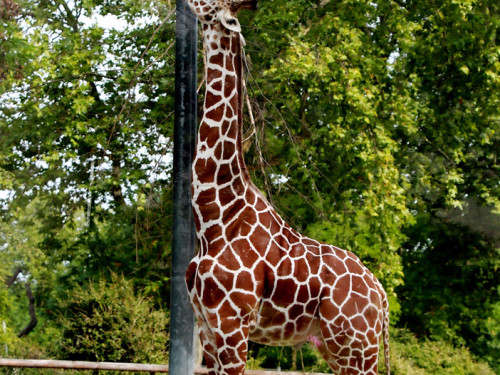 Wilhelma Stuttgart Zoo – Foto 76