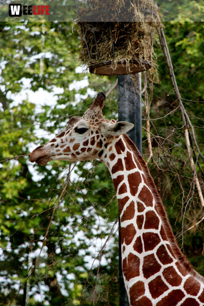 Wilhelma Stuttgart Zoo