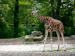 Foto 205471 im Album