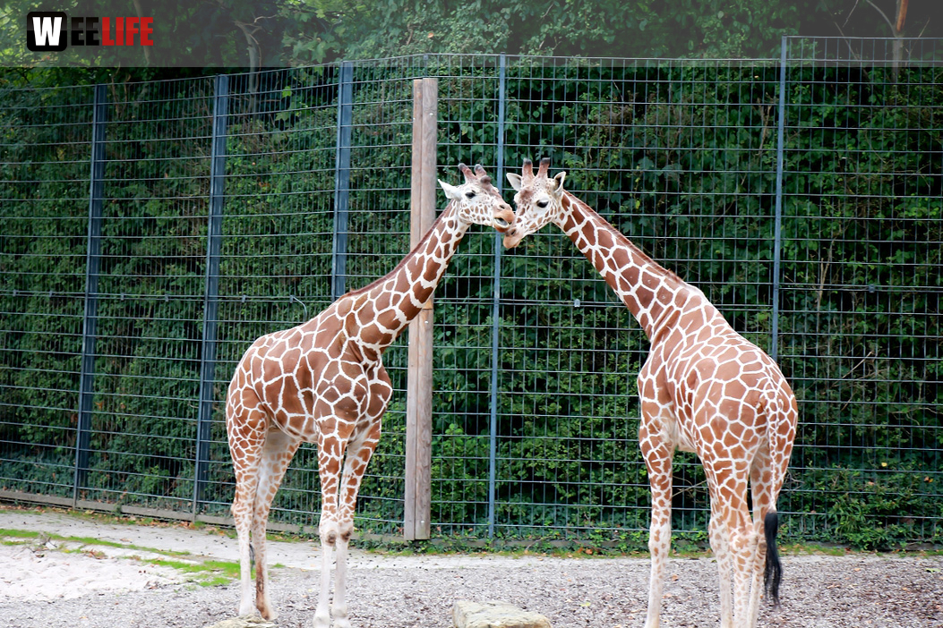 Wilhelma Stuttgart Zoo