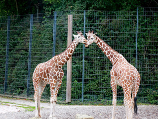 Foto 205472 im Album