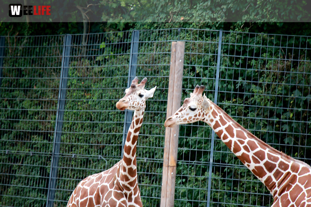 Wilhelma Stuttgart Zoo
