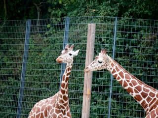 Foto 205473 im Album