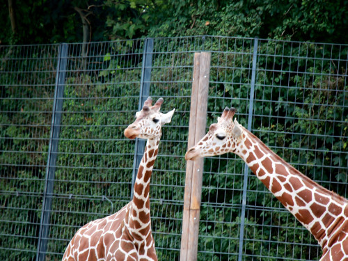 Wilhelma Stuttgart Zoo – Foto 80