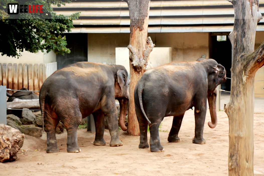 Wilhelma Stuttgart Zoo