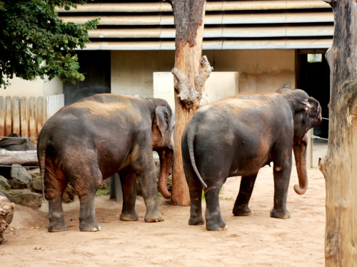 Wilhelma Stuttgart Zoo – Foto 81