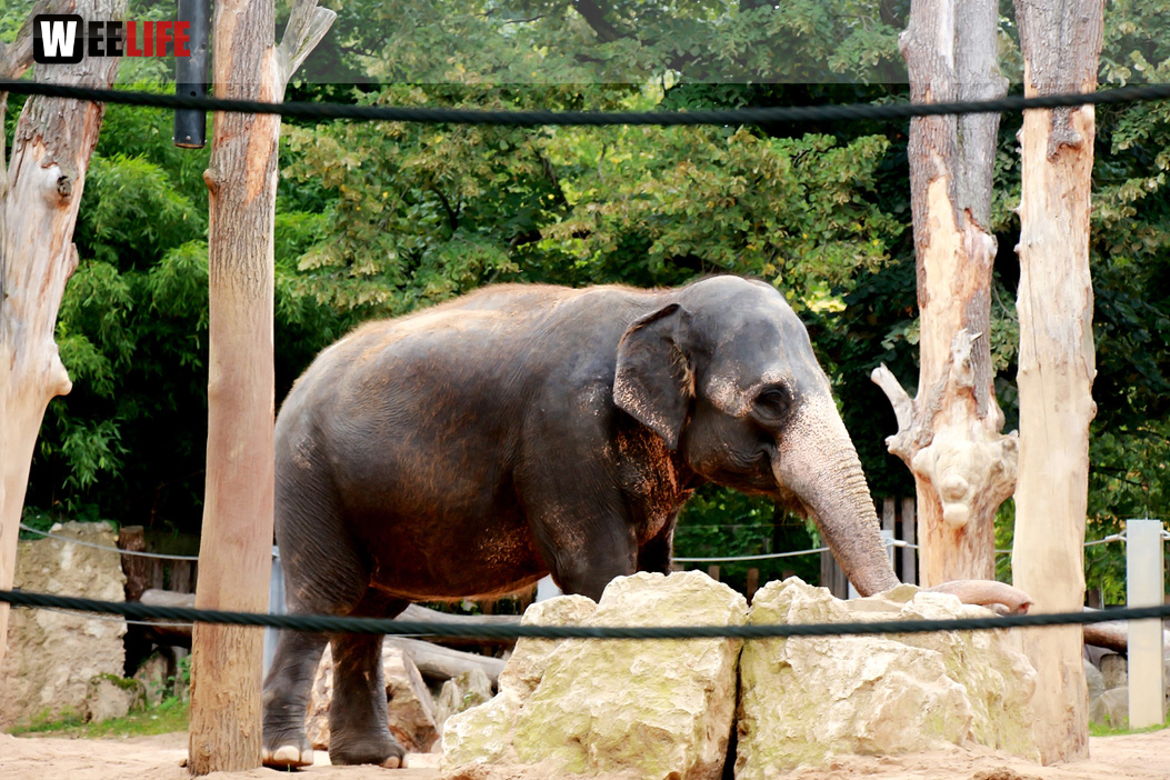 Wilhelma Stuttgart Zoo