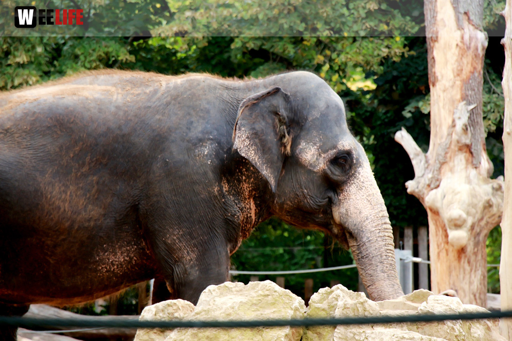 Wilhelma Stuttgart Zoo