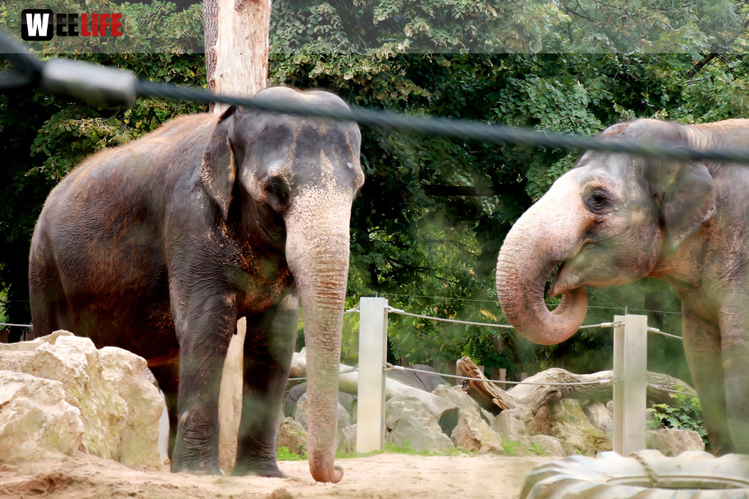 Wilhelma Stuttgart Zoo