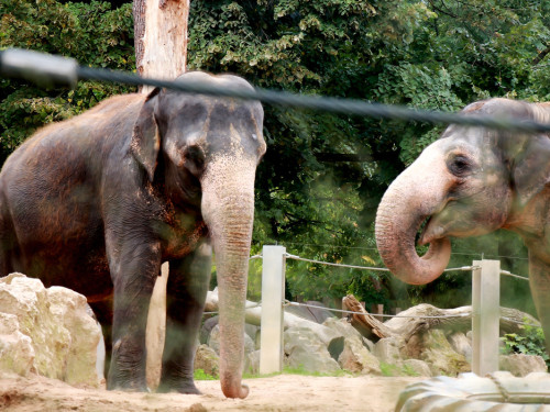 Wilhelma Stuttgart Zoo – Foto 87