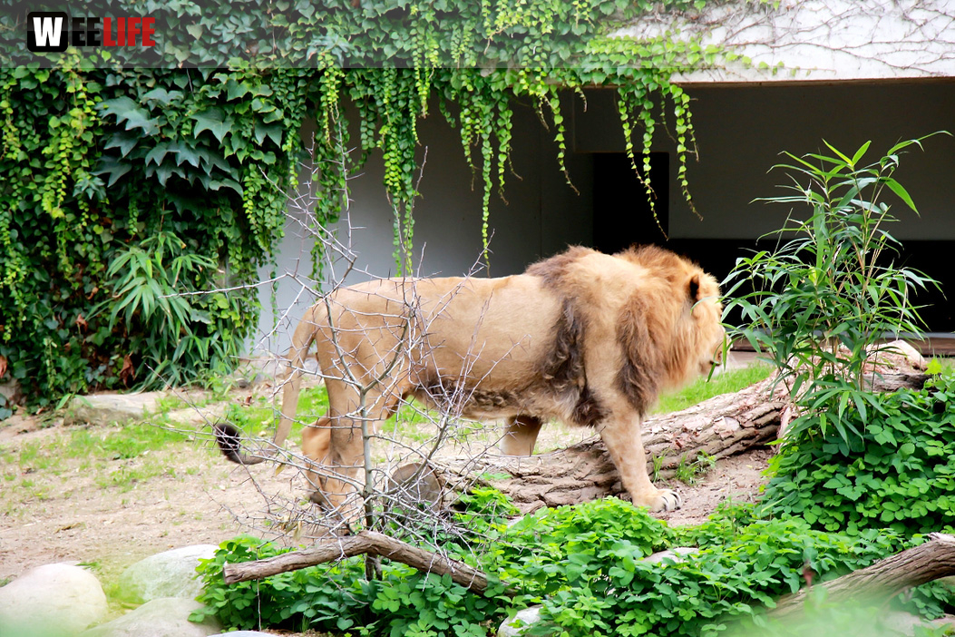Wilhelma Stuttgart Zoo