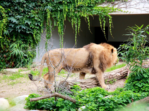 Wilhelma Stuttgart Zoo – Foto 89