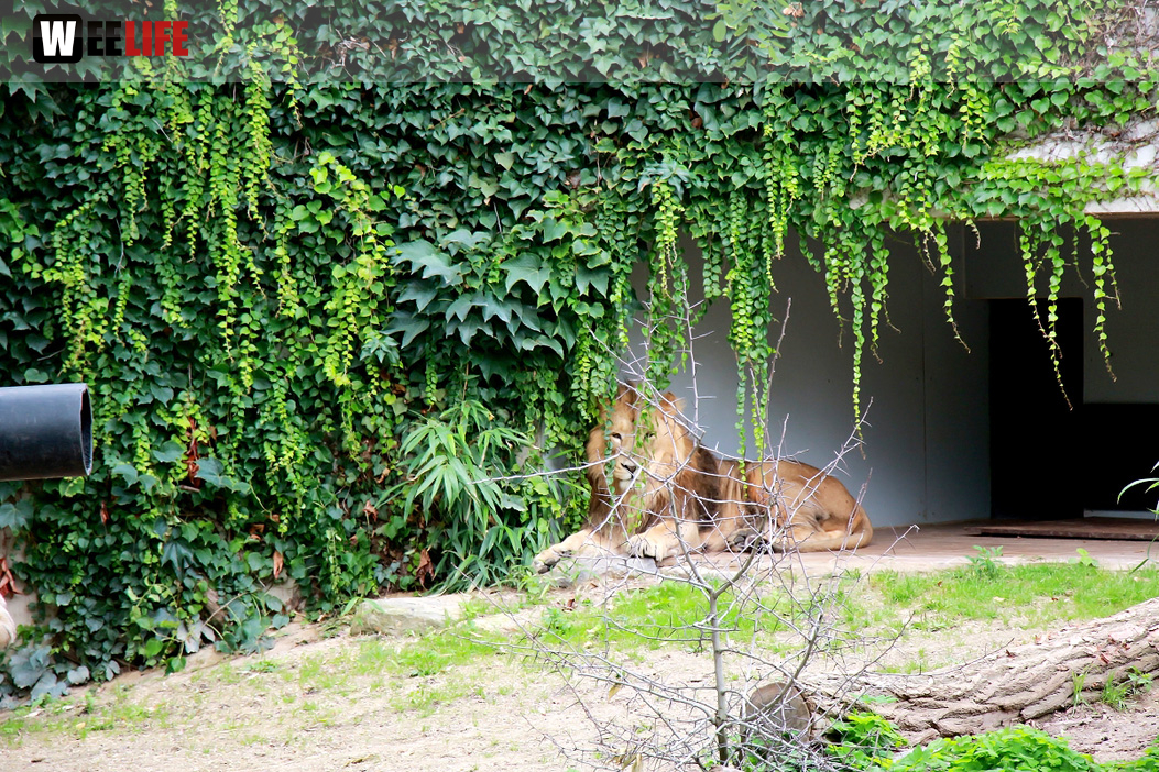 Wilhelma Stuttgart Zoo