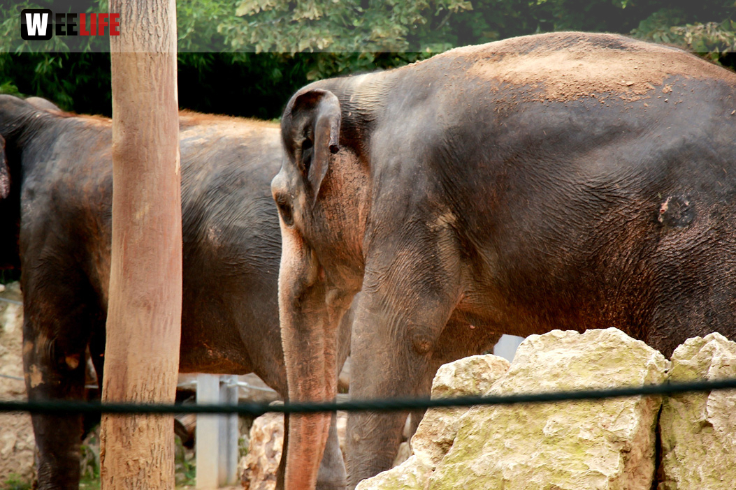 Wilhelma Stuttgart Zoo