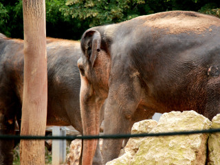 Foto 205484 im Album