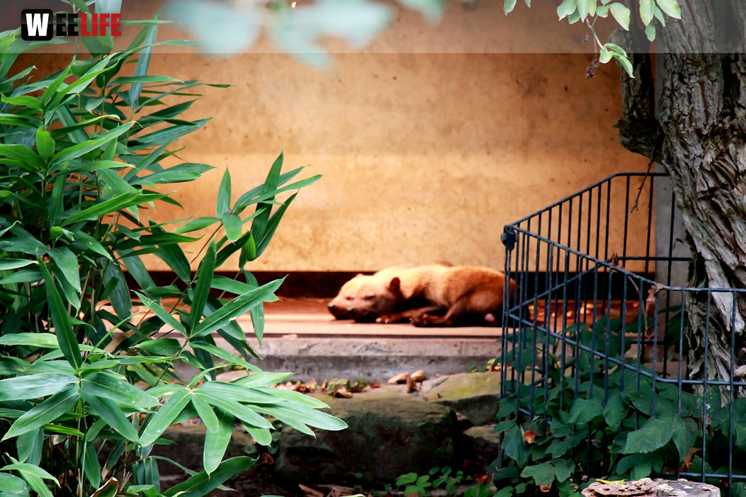Wilhelma Stuttgart Zoo