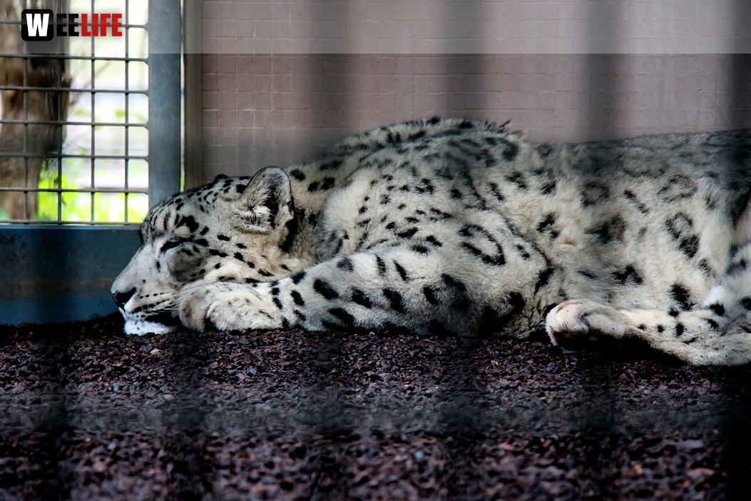 Wilhelma Stuttgart Zoo