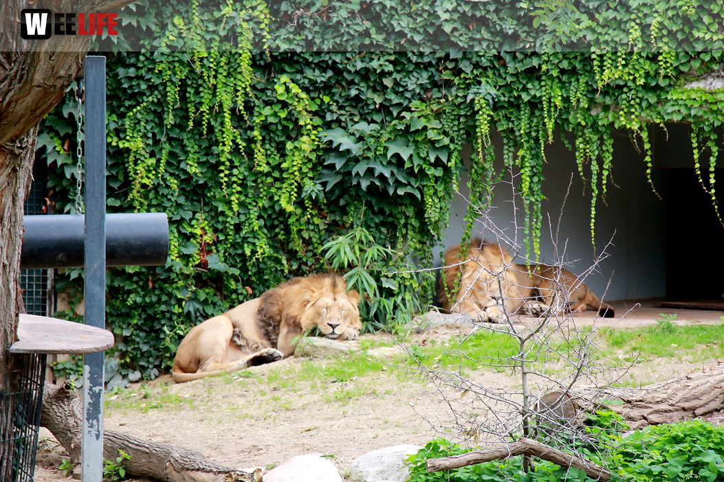 Wilhelma Stuttgart Zoo