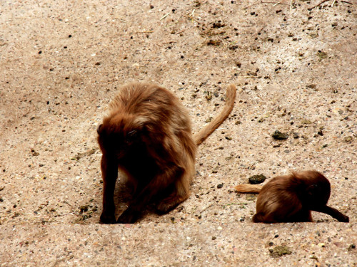 Wilhelma Stuttgart Zoo – Foto 99