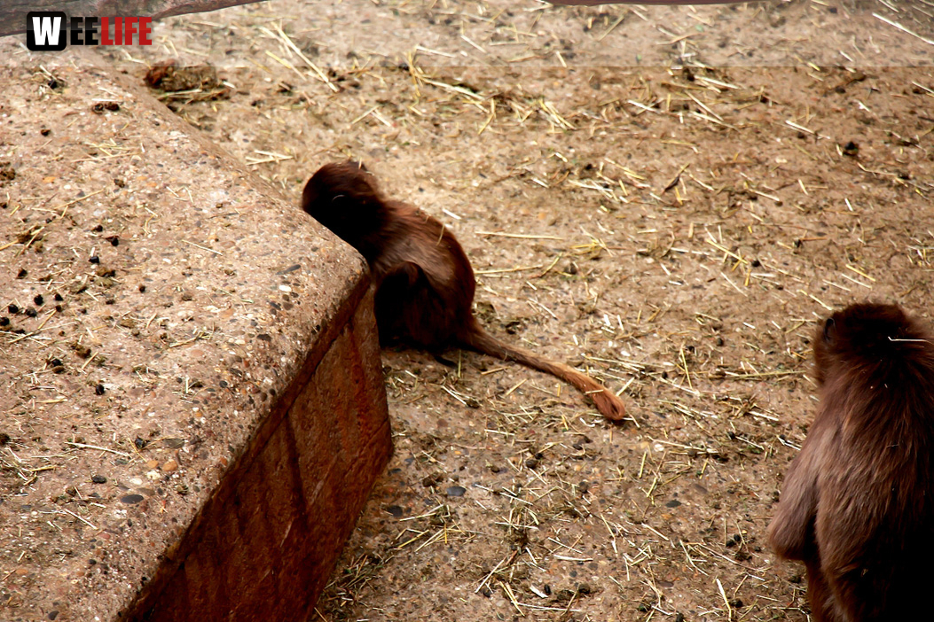 Wilhelma Stuttgart Zoo