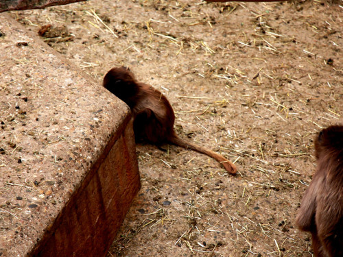 Wilhelma Stuttgart Zoo – Foto 100