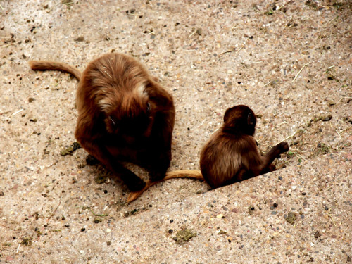 Wilhelma Stuttgart Zoo – Foto 102