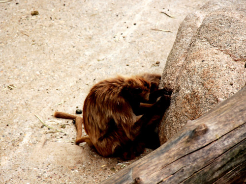 Wilhelma Stuttgart Zoo – Foto 103
