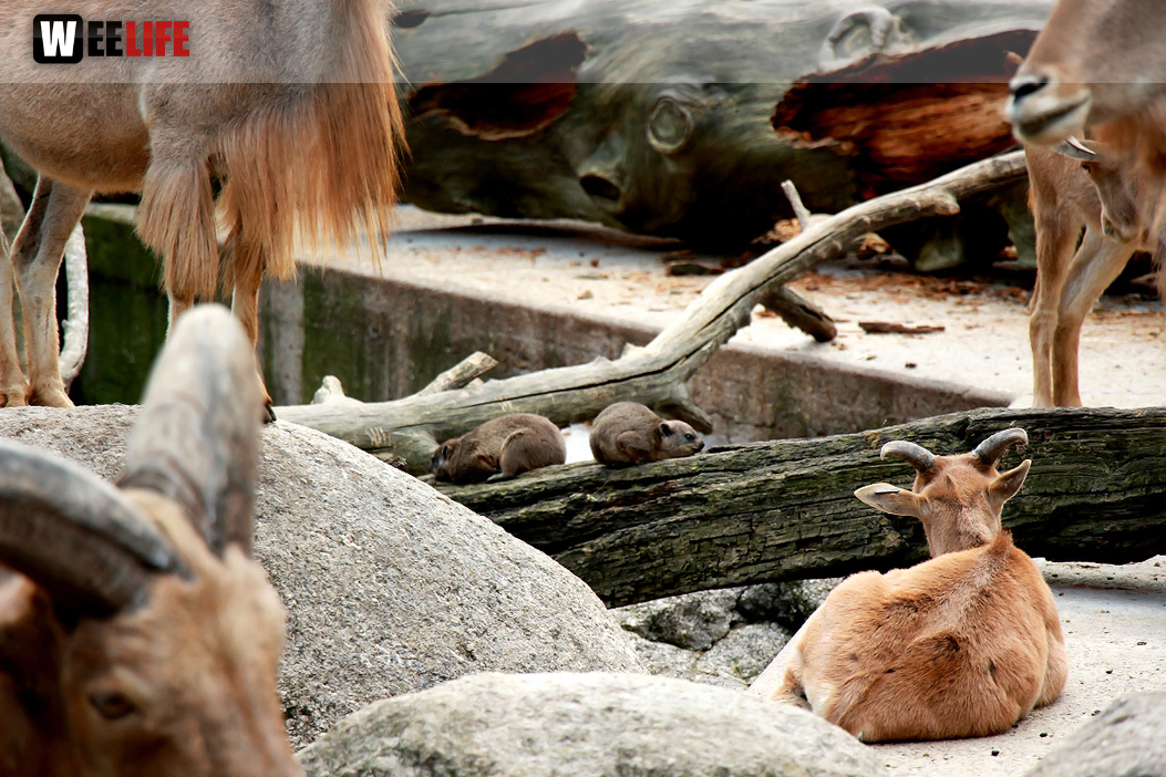 Wilhelma Stuttgart Zoo