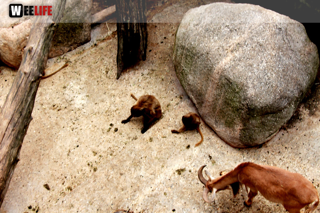 Wilhelma Stuttgart Zoo