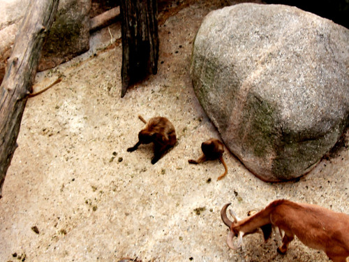 Wilhelma Stuttgart Zoo – Foto 105
