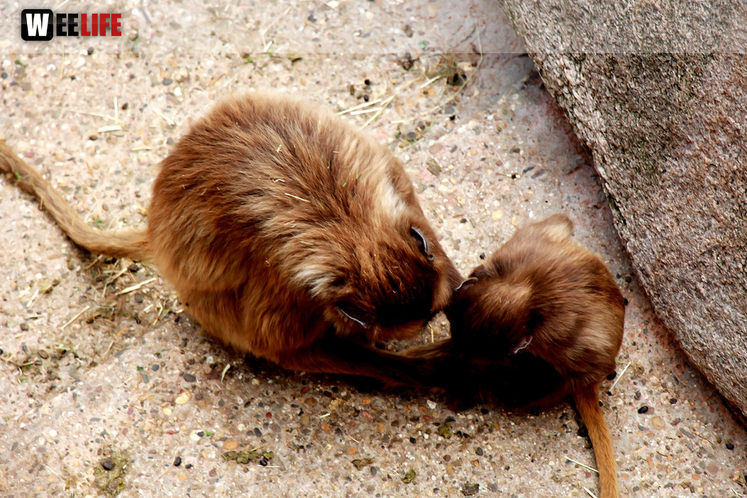 Wilhelma Stuttgart Zoo