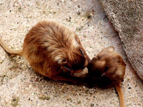 Wilhelma Stuttgart Zoo – Foto 106