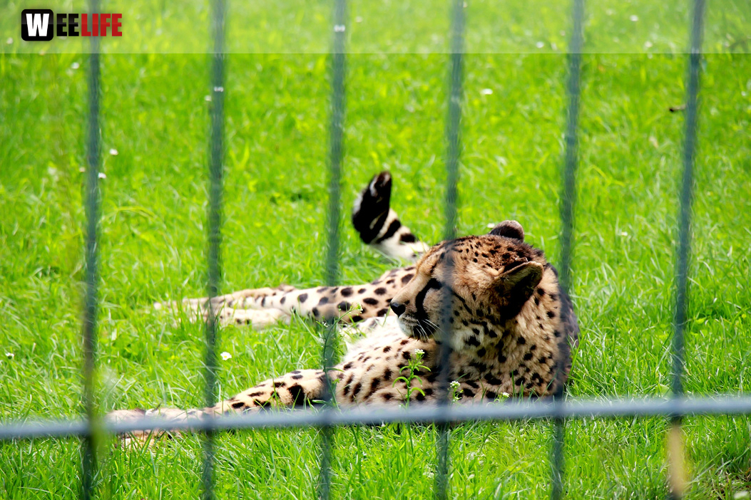 Wilhelma Stuttgart Zoo