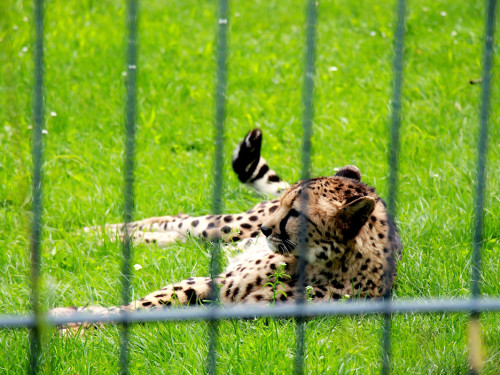 Wilhelma Stuttgart Zoo – Foto 110