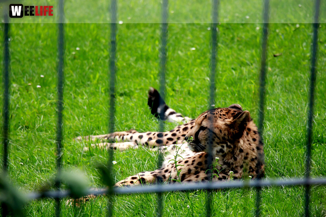Wilhelma Stuttgart Zoo