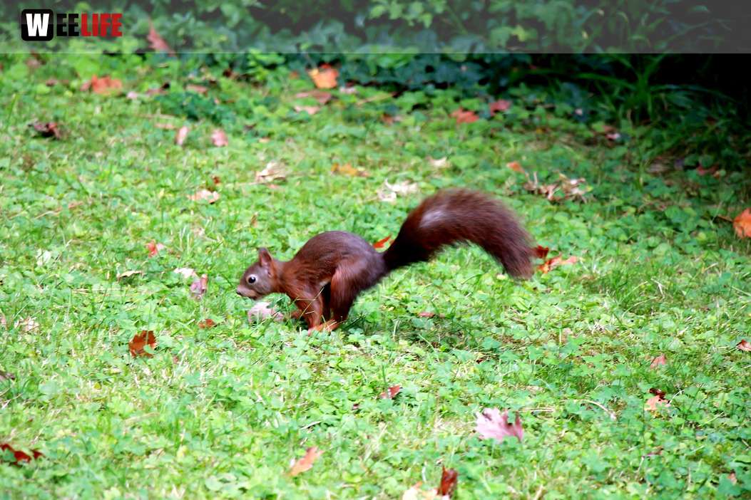 Wilhelma Stuttgart Zoo