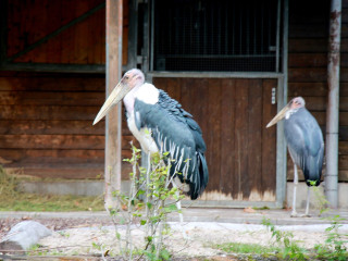 Foto 205515 im Album