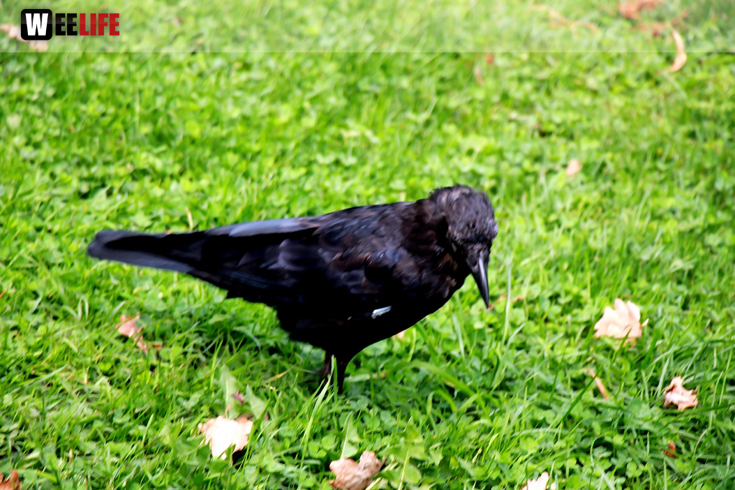 Wilhelma Stuttgart Zoo