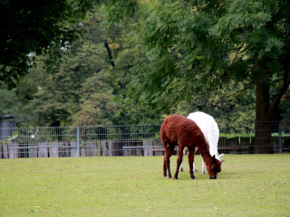 Foto 205520 im Album