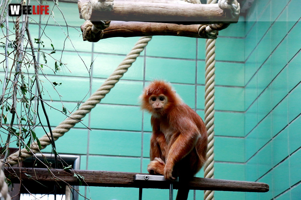 Wilhelma Stuttgart Zoo