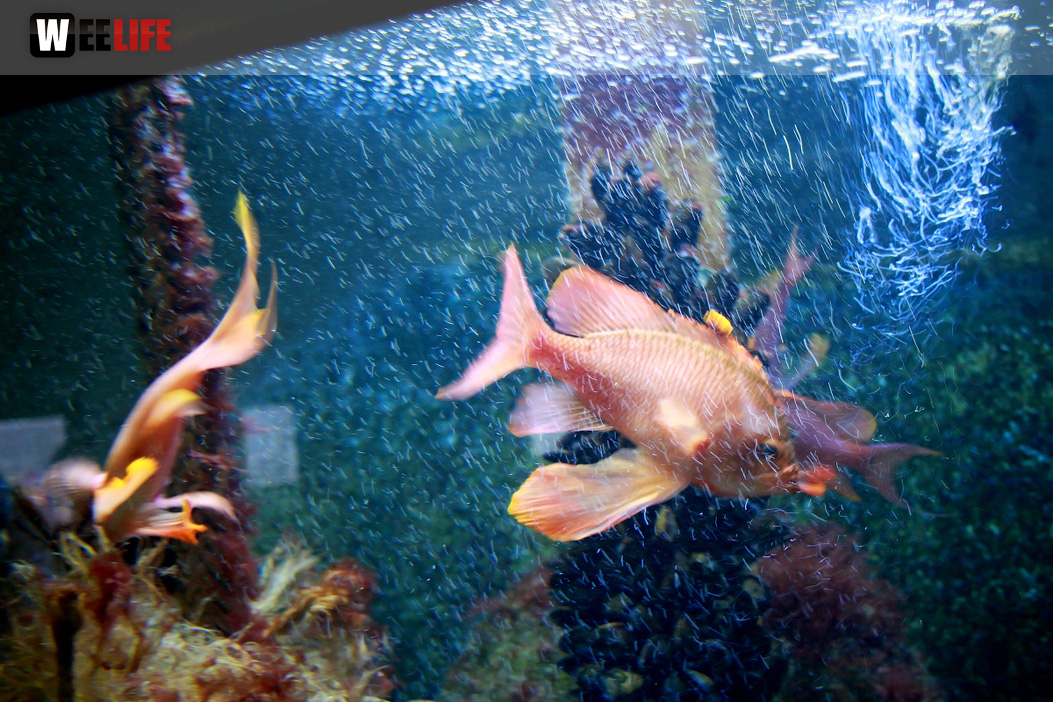 Wilhelma Stuttgart Zoo