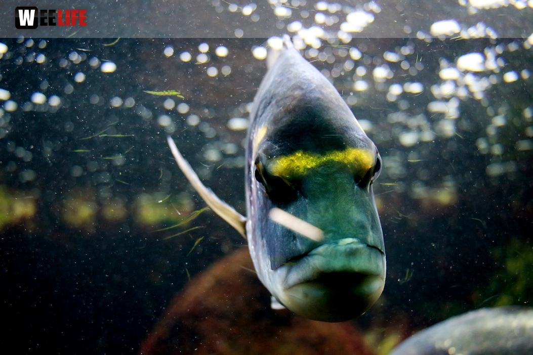 Wilhelma Stuttgart Zoo