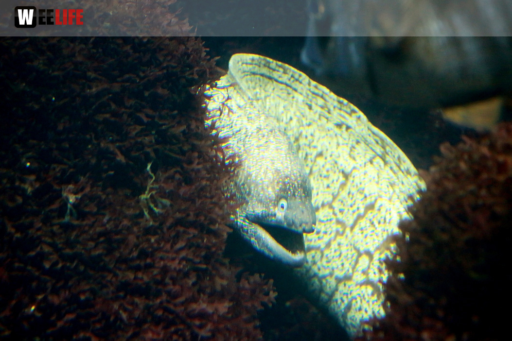 Wilhelma Stuttgart Zoo