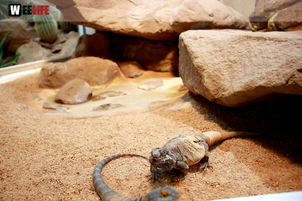 Wilhelma Stuttgart Zoo