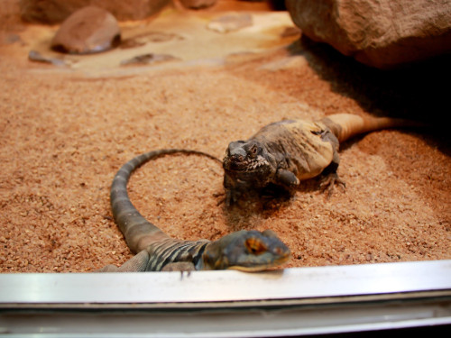 Wilhelma Stuttgart Zoo – Foto 22
