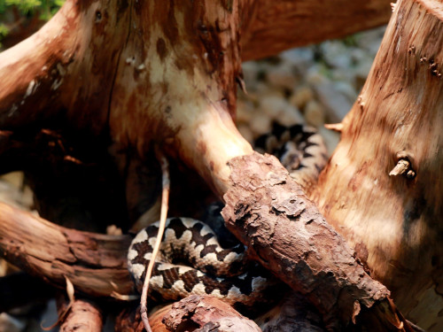 Wilhelma Stuttgart Zoo – Foto 24