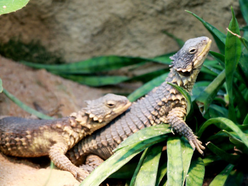Wilhelma Stuttgart Zoo – Foto 27