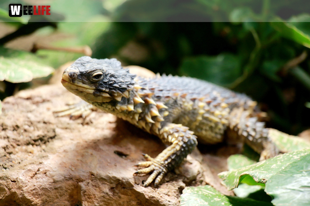 Wilhelma Stuttgart Zoo